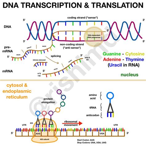Biochemistry, Replication and Transcription.